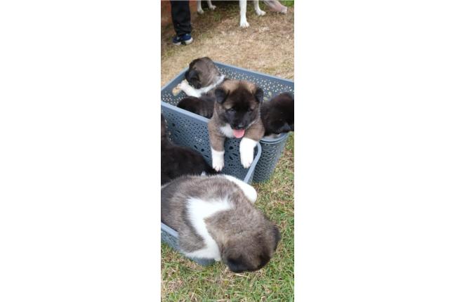 CACHORROS AKITA AMERICANOS - Mascotas