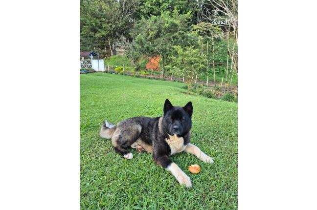 CACHORROS AKITA AMERICANOS - Mascotas