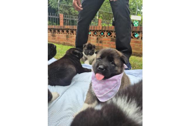 CACHORROS AKITA AMERICANOS - Mascotas