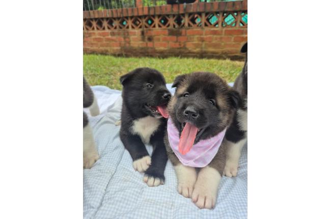 CACHORROS AKITA AMERICANOS - Mascotas