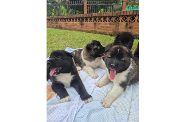 CACHORROS AKITA AMERICANOS - Mascotas