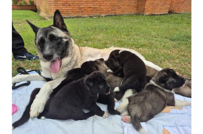 CACHORROS AKITA AMERICANOS - Mascotas