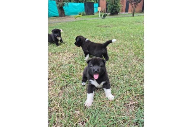 CACHORROS AKITA AMERICANOS - Mascotas