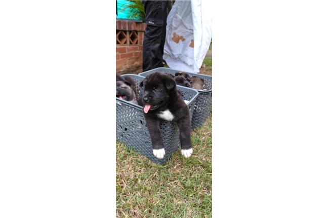 CACHORROS AKITA AMERICANOS - Mascotas
