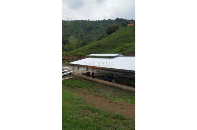 Fincas y Casas Campestres, Venta, Guacarí - $1.200.000.000