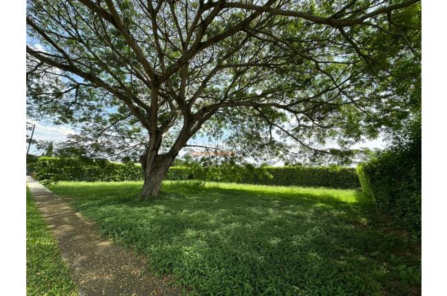 Lotes, Venta en Palmira