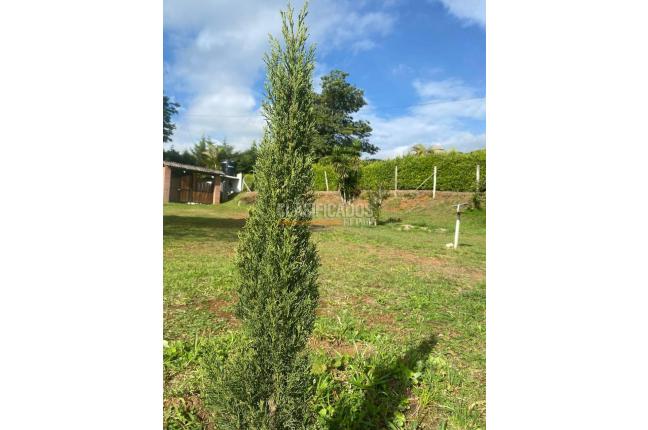 Fincas y Casas Campestres, Venta, Dagua - $450.000.000