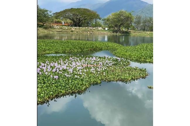 Lotes, Venta, Palmira - $457.000.000