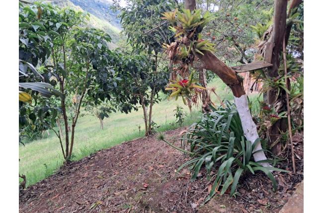 Fincas y Casas Campestres, Venta, La Elvira - $480.000.000