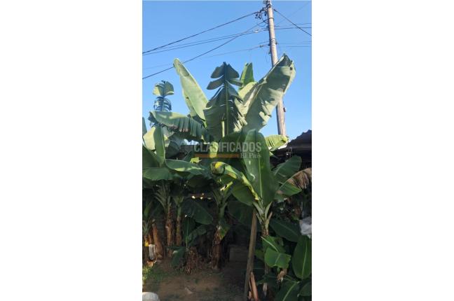 Lotes, Venta, Palmira - $260.000.000