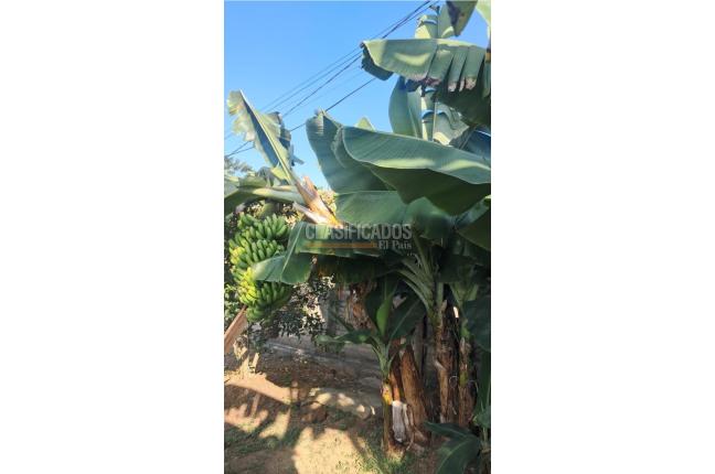 Lotes, Venta, Palmira - $260.000.000