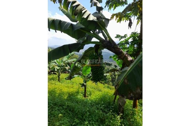Fincas y Casas Campestres, Venta, Buga - $270.000.000
