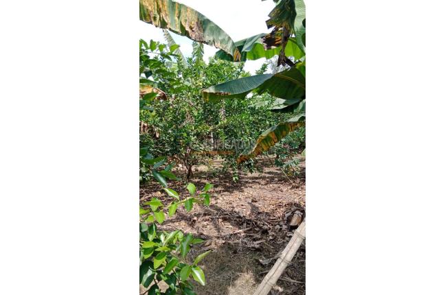 Fincas y Casas Campestres, Venta, Palmira - $400.000.000