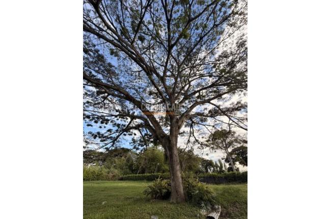 Lotes, Venta, Palmira - $990.000.000