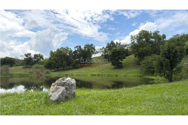 Lotes, Venta, Palmira - $690.000.000
