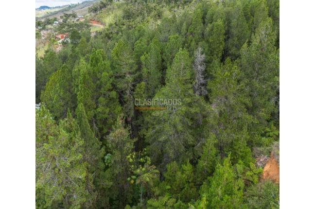 Lotes, Venta, Dagua - $290.000.000