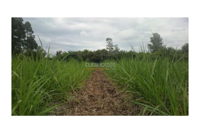 Lotes, Venta en Zarzal