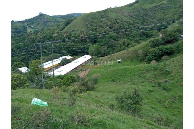 Fincas y Casas Campestres, Venta, Guacarí - $1.200.000.000