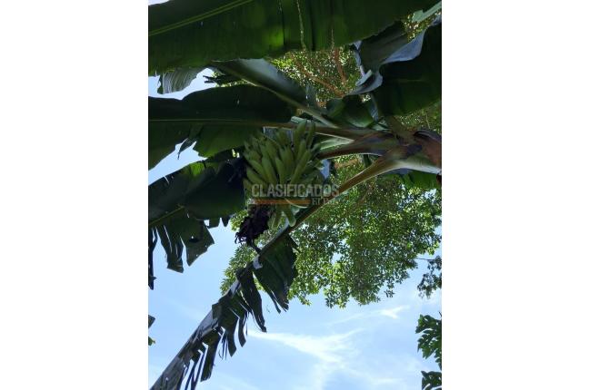 Fincas y Casas Campestres, Venta, Florida - $599.000.000