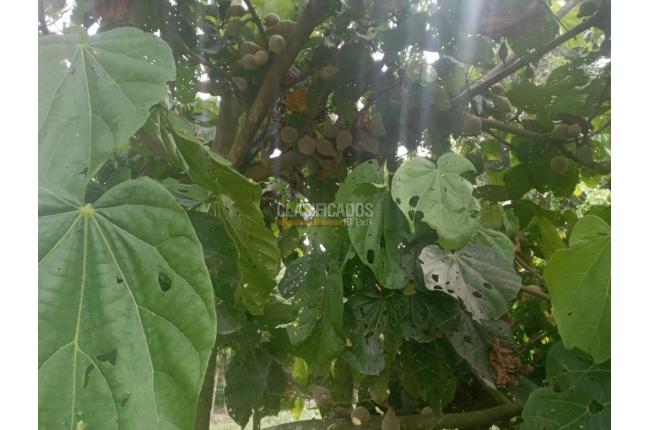 Fincas y Casas Campestres, Venta, Florida - $599.000.000