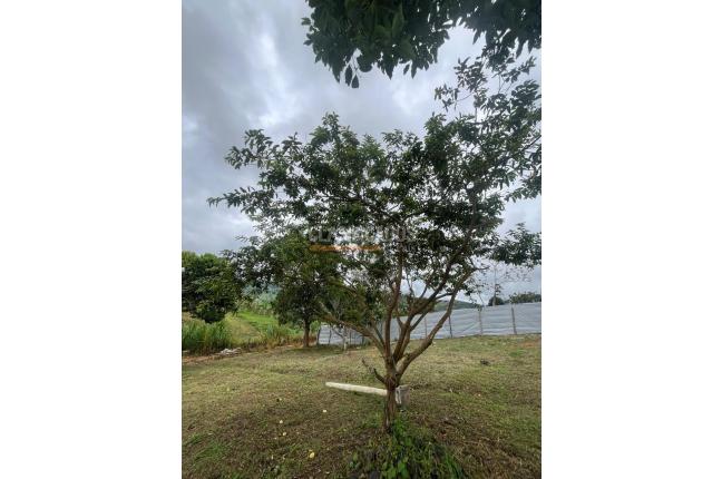 Fincas y Casas Campestres, Alquiler, La Cumbre - $900.000