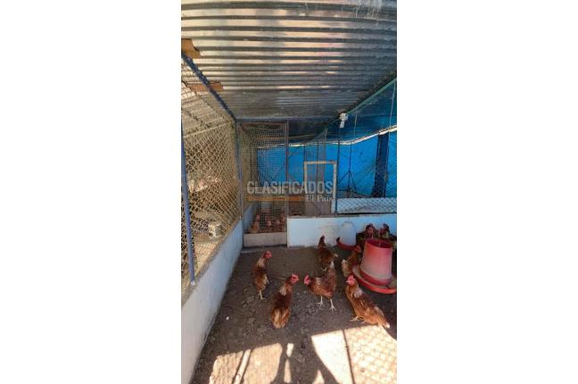 Fincas y Casas Campestres, Venta, Dagua - $1.200.000.000