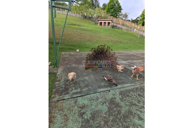 Fincas y Casas Campestres, Venta, Dagua - $1.160.000.000