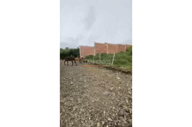 Fincas y Casas Campestres, Venta en Calima (Darién)
