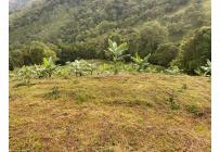 Fincas y Casas Campestres, Venta, Buga - $285.000.000