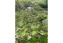 Fincas y Casas Campestres, Venta, Calima (Darién) - $450.000.000