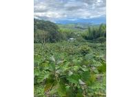 Fincas y Casas Campestres, Venta, Calima (Darién) - $450.000.000