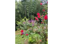 Fincas y Casas Campestres, Venta, Calima (Darién) - $450.000.000