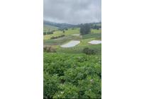 Fincas y Casas Campestres, Venta, Subachoque - $6.450.000.000