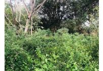 Lotes, Venta, Cartago - $650.000.000