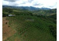 Fincas y Casas Campestres, Venta, Dagua - $620.000.000
