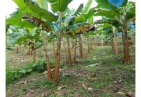 Fincas y Casas Campestres, Venta, Dagua - $620.000.000