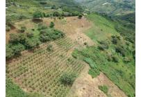 Fincas y Casas Campestres, Venta, Dagua - $620.000.000