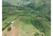 Fincas y Casas Campestres, Venta, Dagua - $620.000.000