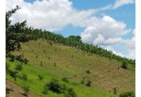 Fincas y Casas Campestres, Venta, Dagua - $620.000.000