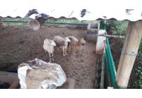 Fincas y Casas Campestres, Venta, Dagua - $620.000.000