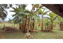 Fincas y Casas Campestres, Venta, La Cumbre - $870.000.000