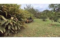 Fincas y Casas Campestres, Venta, La Cumbre - $870.000.000