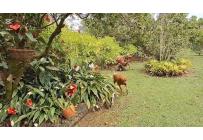 Fincas y Casas Campestres, Venta, La Cumbre - $870.000.000