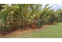 Fincas y Casas Campestres, Venta, La Cumbre - $870.000.000