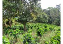 Fincas y Casas Campestres, Venta, Vijes - $750.000.000