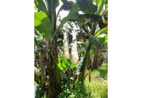 Fincas y Casas Campestres, Venta, Buga - $180.000.000