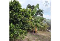 Fincas y Casas Campestres, Venta, Calima (Darién) - $700.000.000