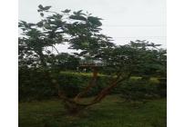 Fincas y Casas Campestres, Venta, Dagua - $510.000.000