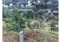 Casas, Alquiler, Pereira - $6.000.000