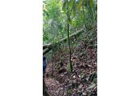 Lotes, Venta, Pance - $2.100.000.000